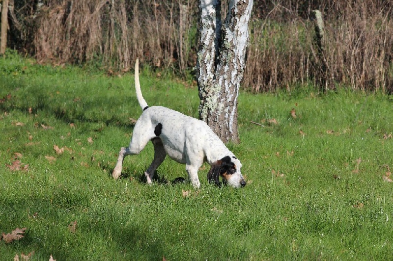 Hajax Du Bois Des Gassimauds